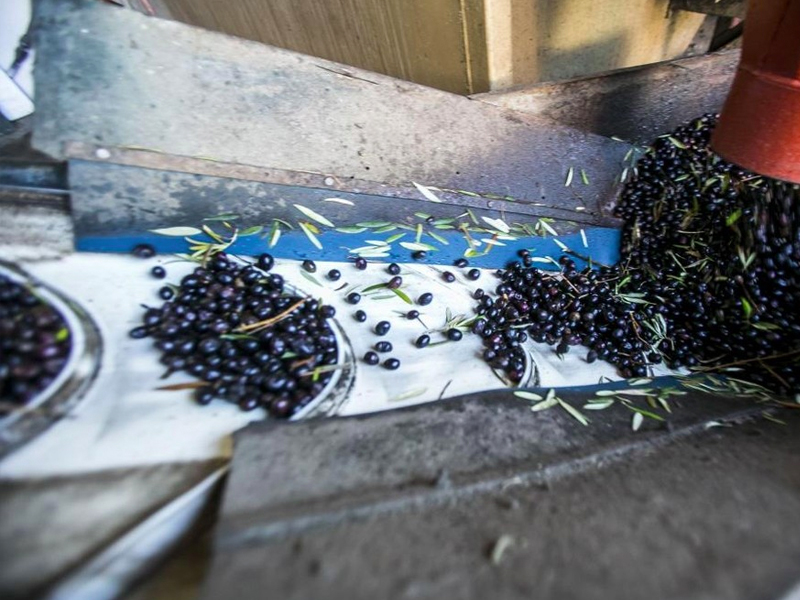 La cosecha de aceituna será un 20 por ciento superior - imagen 1