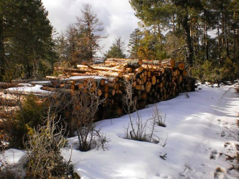 Ecologistas en Acción denuncia "talas abusivas" en la Serranía conquense - imagen 1