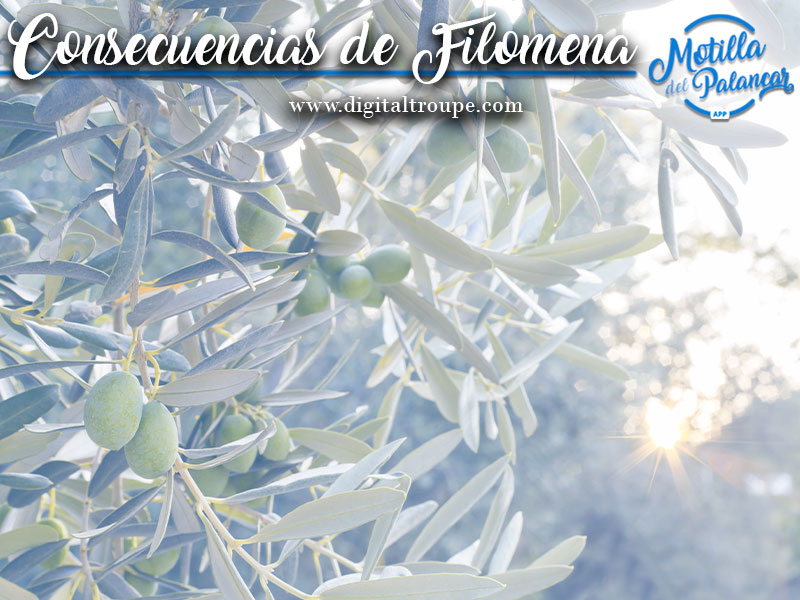 Consecuencias de Filomena en la agricultura - imagen 1