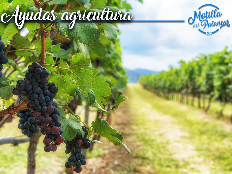 Resolución de convocatoria de ayudas de calidad diferenciada - imagen 1