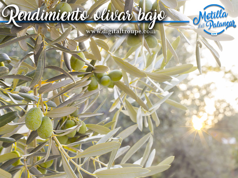 La región defiende en la PAC el olivar bajo - imagen 1