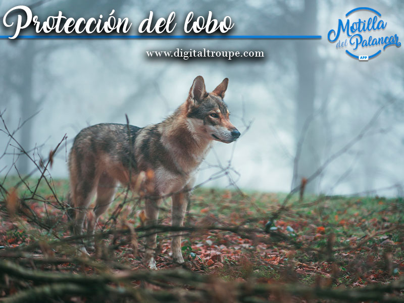 Los ganaderos en contra de la norma de protección al lobo - imagen 1