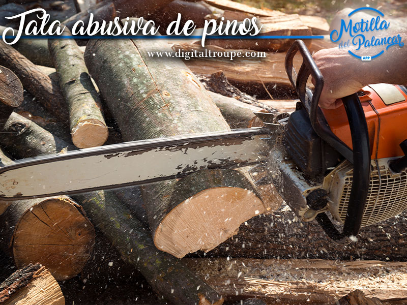 Investigada la tala de pinos en la Serranía de Cuenca - imagen 1