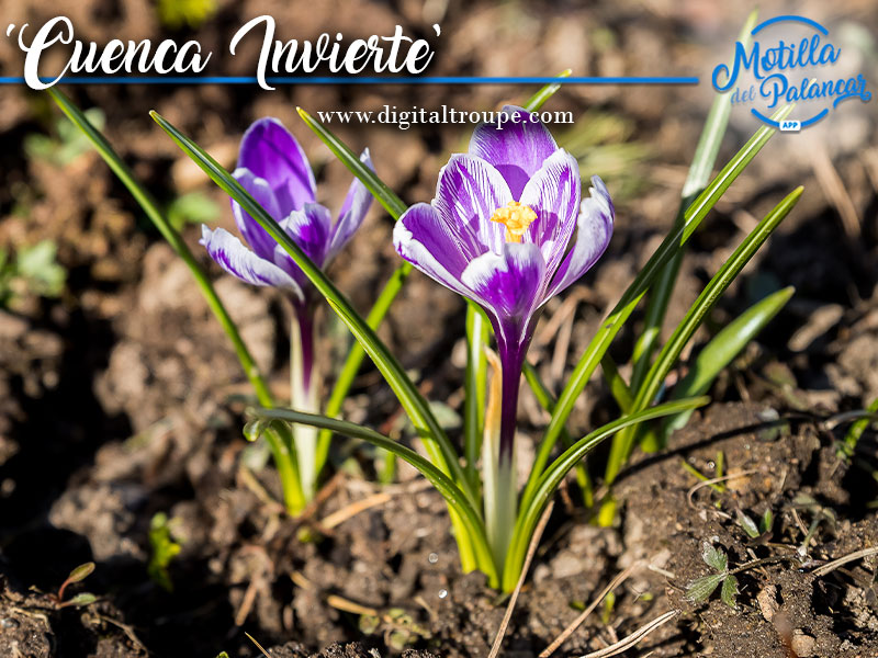 'Invierte en Cuenca' respalda la inversión de Bealar  - imagen 1