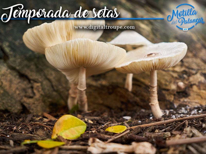 Temporada de setas de primavera en Cuenca - imagen 1