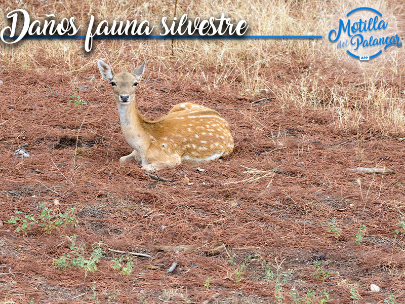 Cuenca lidera el ranking de daños en agricultura por fauna silvestre - imagen 1