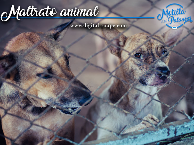 Investigado por maltrato animal en Valverde del Júcar - imagen 1