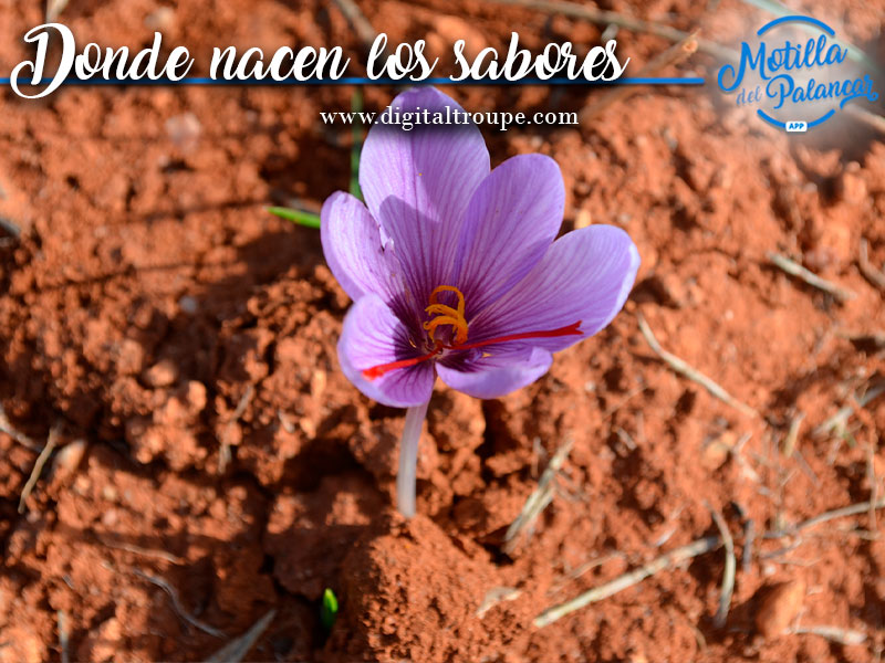 Creación `Donde nacen los sabores´  - imagen 1