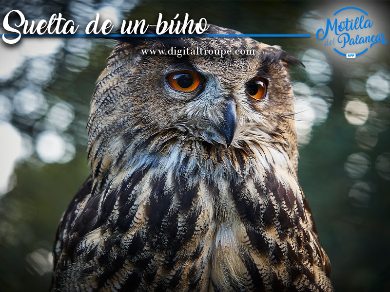 Suelta de un Búho en Motilla del Palancar - imagen 1