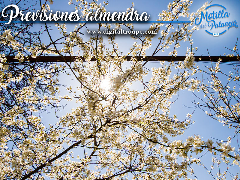 Se espera una buena campaña de almendra - imagen 1