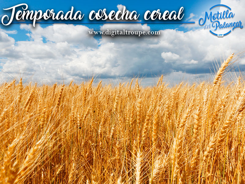 Buenas perspectivas de cosecha de cereal en la provincia - imagen 1