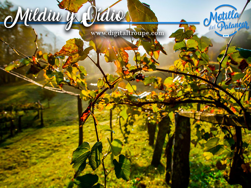 Mildiu y el oídio atacan a las vides de La Manchuela - imagen 1