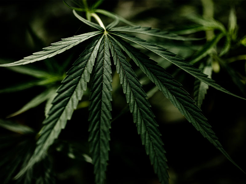 Desmantelada un centro de producción de marihuana en Cuenca - imagen 1