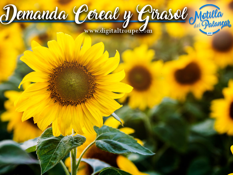 Aumenta rentabilidad del cereal y girasol - imagen 1