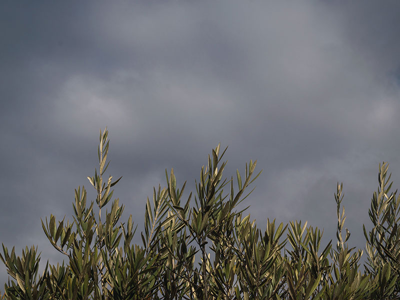 Viña, olivar y almendro arrasados por las tormentas - imagen 1