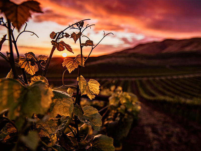 Unas 5.550 las hectáreas de cultivo dañadas por DANA - imagen 1