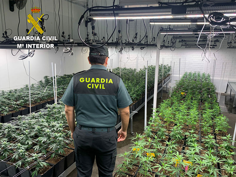Más de 1.400 plantas de marihuana en el polígono de Cuenca - imagen 1