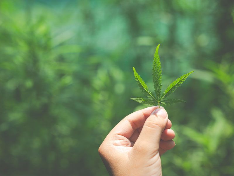 Detenido por cultivar marihuana en zonas comunes en Cuenca - imagen 1