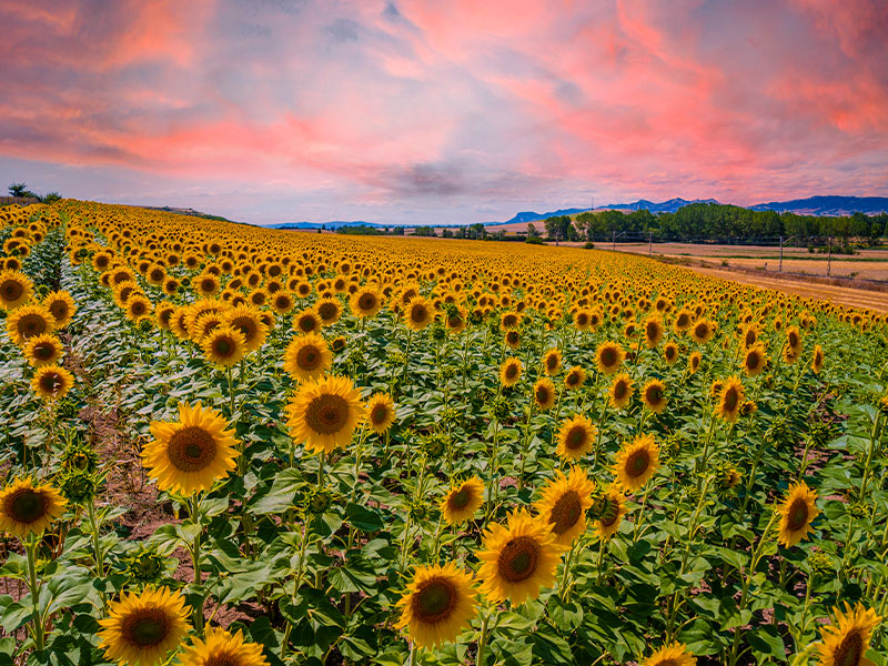 Malas perspectivas de la cosecha del girasol - imagen 1