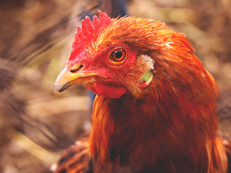 Firmas contra una instalación de gallinas en San Clemente - imagen 1