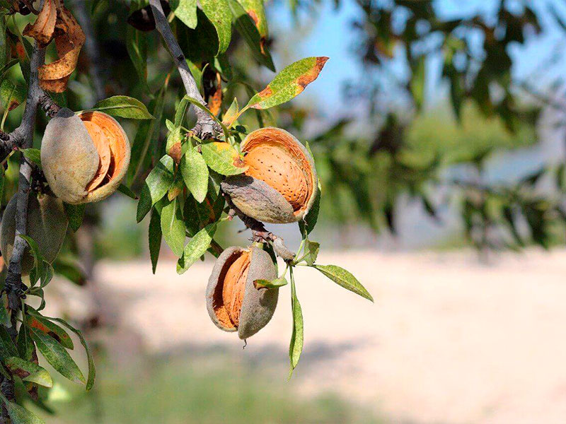 Unos 30mil euros de pérdidas tras el robo de almendros - imagen 1