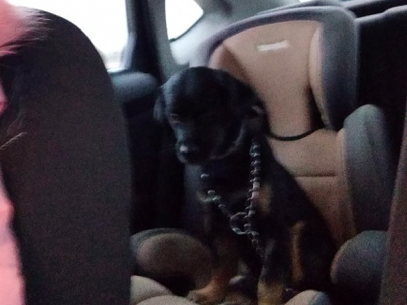 La Guardia Civil investiga el envenenamiento de un perro en la Almarcha - imagen 1