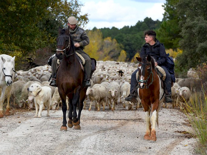 Trashumancia, moviendo la vida por la vereda - imagen 1