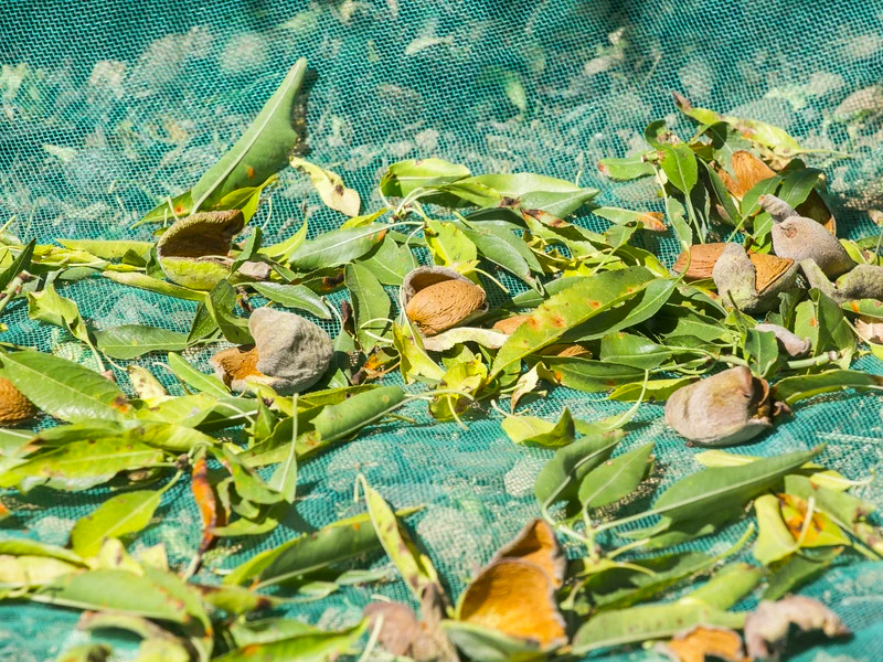 La cosecha de almendra supera los rendimientos de 2020 - imagen 1