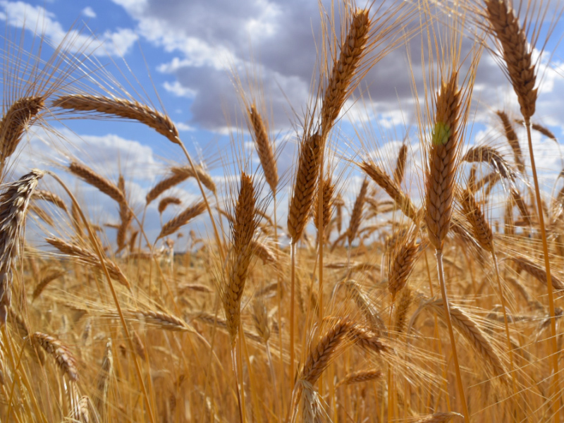 El conflicto entre Rusia y Ucrania ya condiciona los precios del cereal - imagen 1