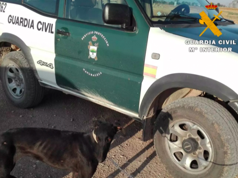 Tres furtivos investigados por cazar con galgos en La Gineta - imagen 1