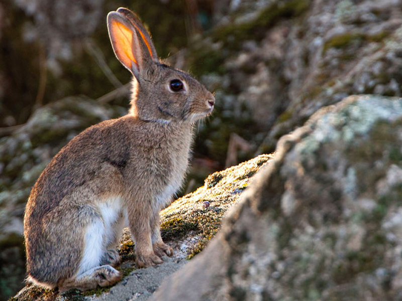 Los 81 municipios en los que desde este viernes se autoriza la caza extraordinaria de conejos - imagen 1