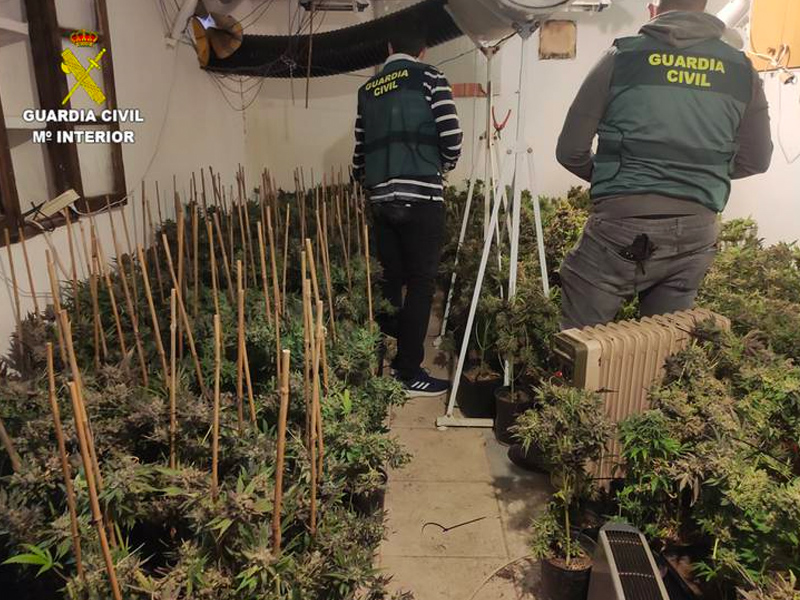 Detenido en Alarcón por cultivar una plantación de marihuana un varón de 44 años - imagen 1