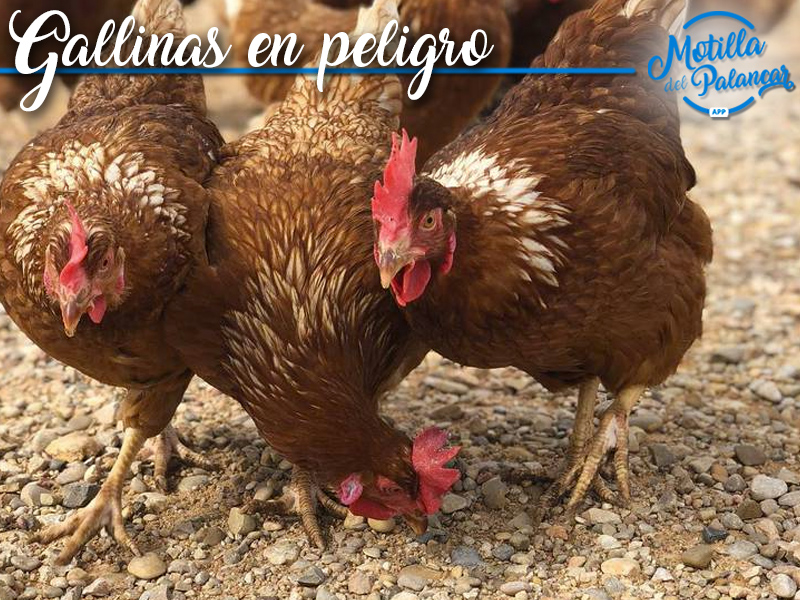 600 mil gallinas están en riesgo debido a la falta de materia prima para pienso - imagen 1