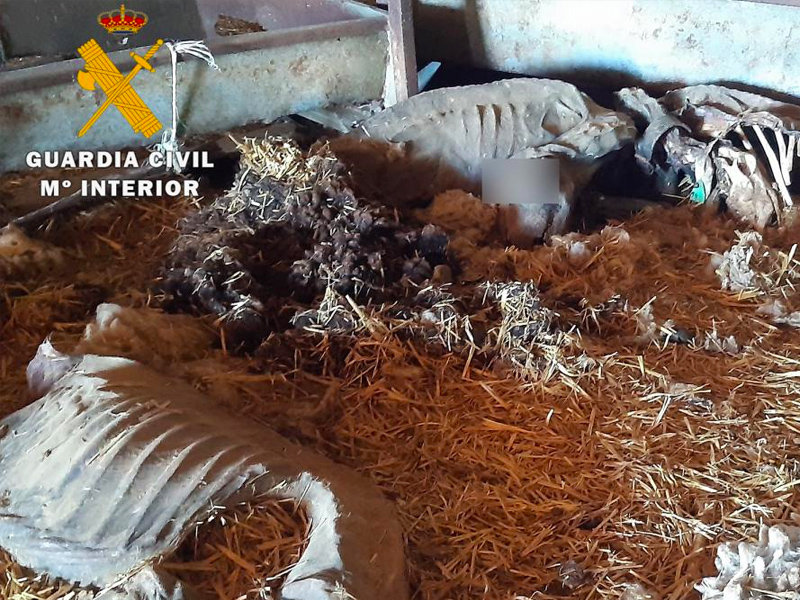 La Guardia Civil de Albacete le acusa de dejar morir de hambre a más de 280 animales - imagen 1