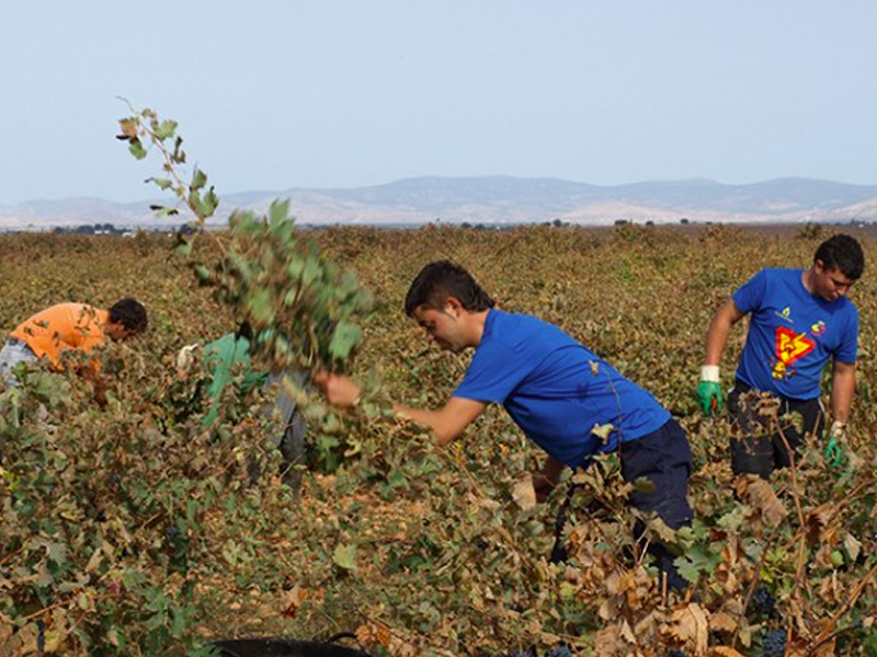 Agricultura: ayudas a jóvenes y a la eficiencia energética en Castilla-La Mancha - imagen 1