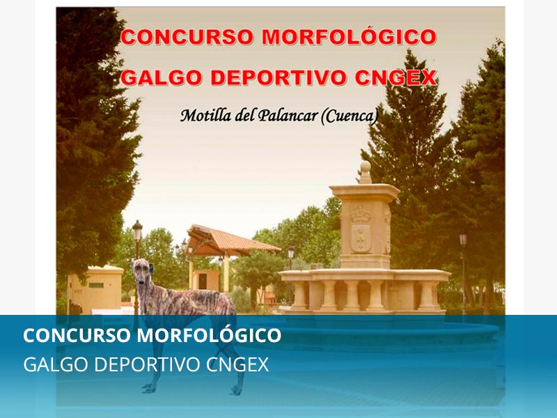 CONCURSO MORFOLÓGICO GALGO DEPORTIVO - imagen 1