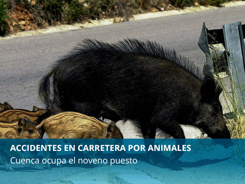 Accidentes debido a los animales - imagen 1