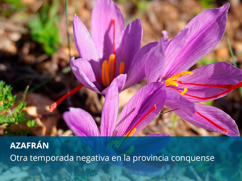 Azafrán en Cuenca - imagen 1