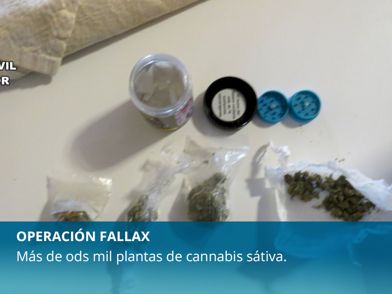 Incautación de 2.000 plantas de marihuana - imagen 1