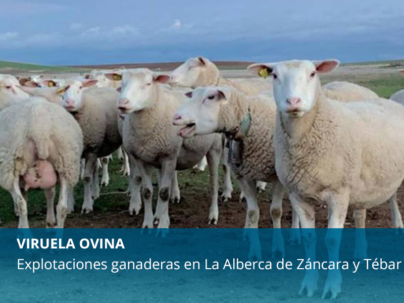 Viruela ovina en La Alberca de Záncara y Tébar - imagen 1