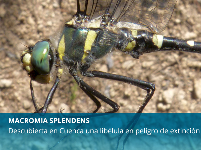 Nueva libélula en Cuenca - imagen 1