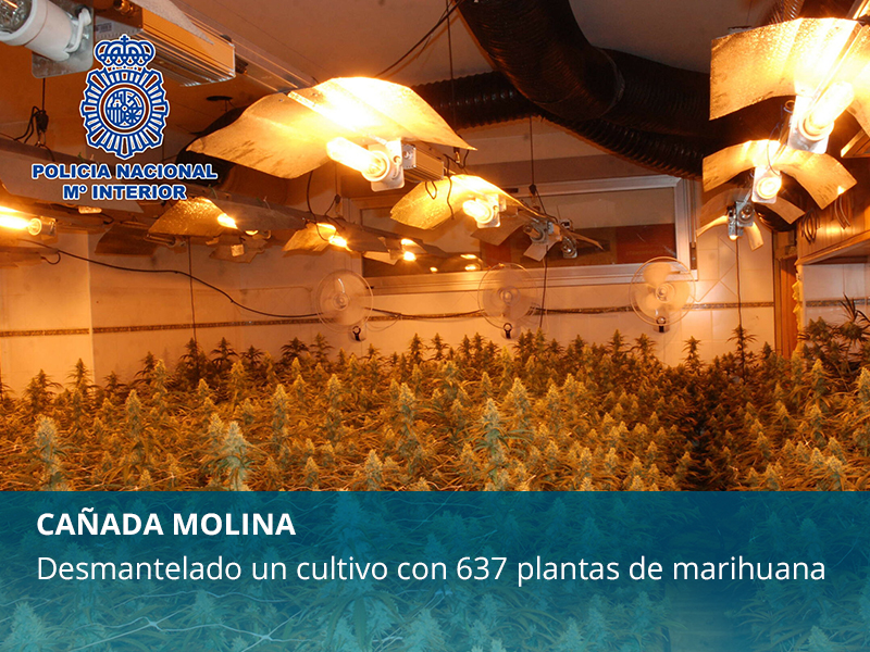 Cultivo de marihuana con más de 600 plantas - imagen 1