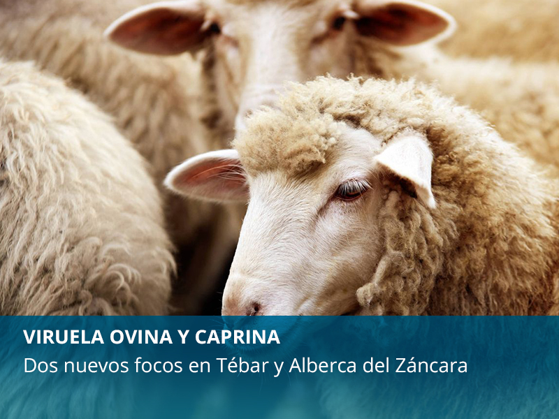 Dos nuevos focos en La Alberca de Záncara y Tébar. - imagen 1