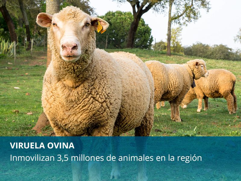 Inmovilizan 3,5 millones de animales en la región - imagen 1