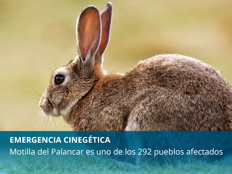 Emergencia cinegética - imagen 1