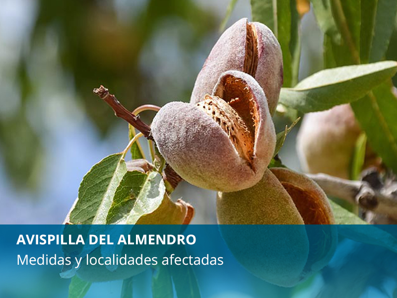 Avispilla del almendro - imagen 1