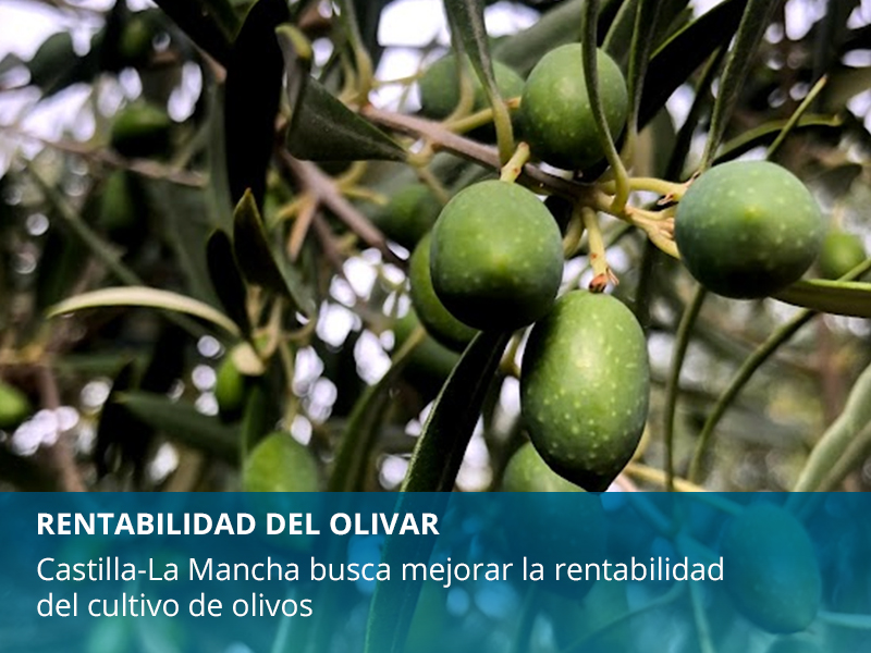 Castilla-La Mancha busca mejorar la rentabilidad del cultivo de olivos - imagen 1