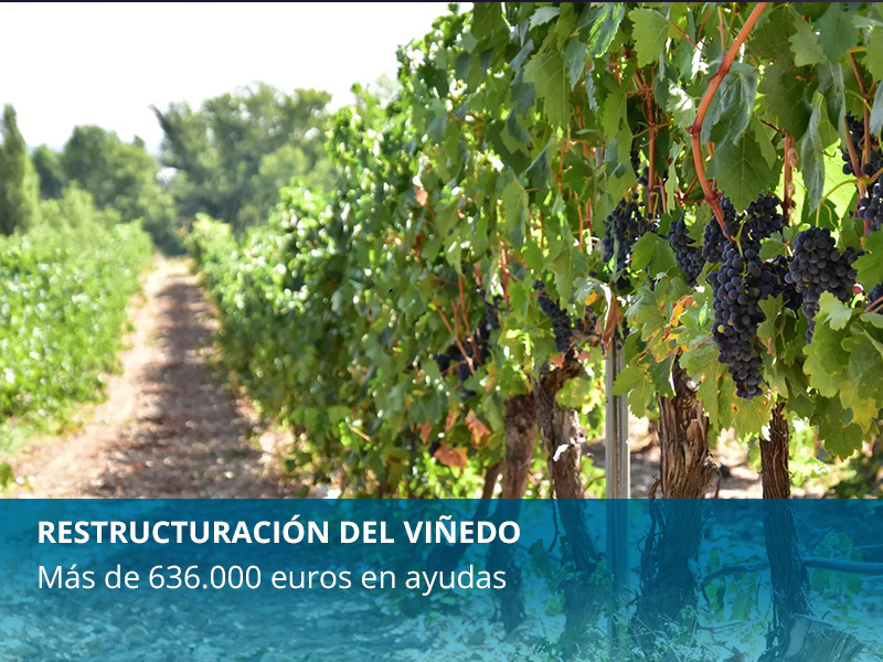 Restructuración del viñedo en la provincia - imagen 1