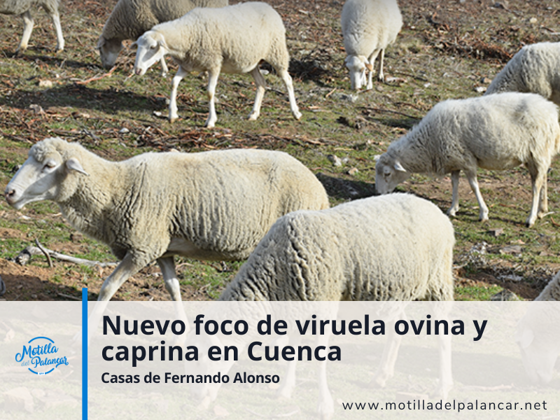 Nuevo foco de viruela ovina y caprina - imagen 1