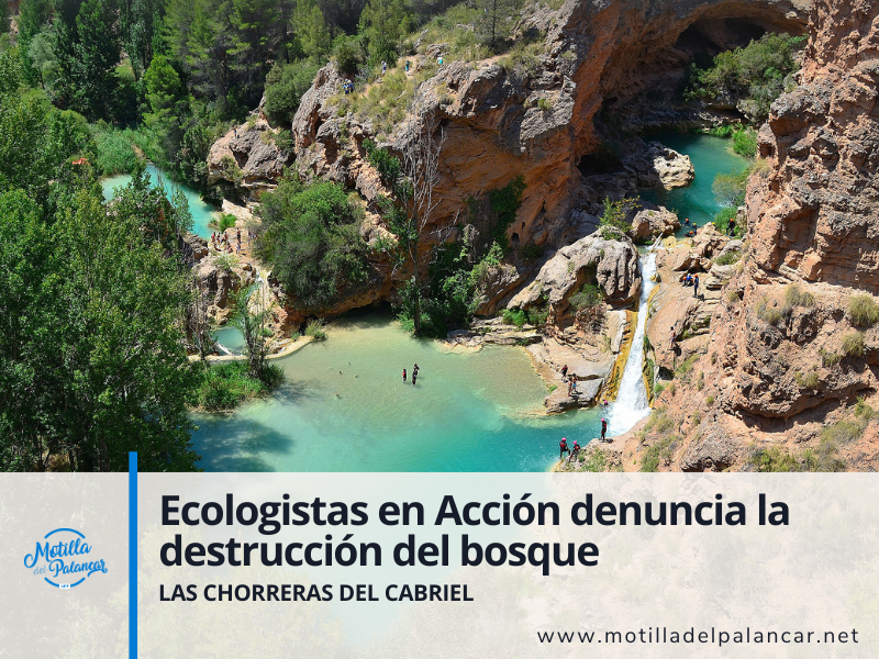 Destrucción de bosque en Las Chorreras - imagen 1